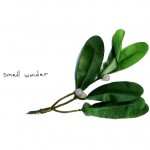 Small Wonder Blog